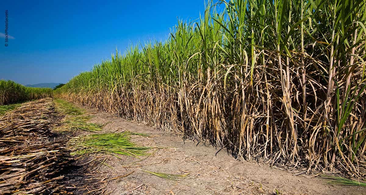 Instituto Agronômico de Campinas lança duas variedades de cana com ganho de 15% em produtividade