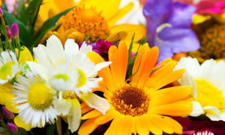 Lançada a primeira faculdade de flores no Brasil