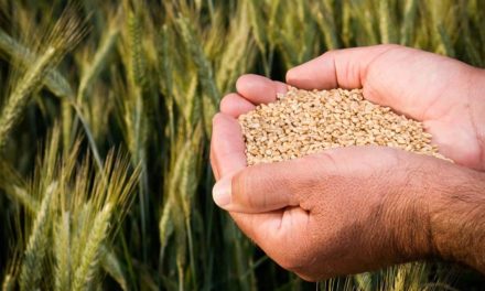Inovação e Sustentabilidade para a cadeia produtiva de grãos do país