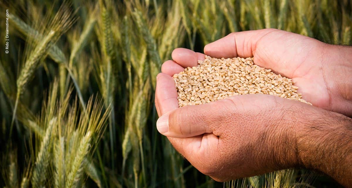 Inovação e Sustentabilidade para a cadeia produtiva de grãos do país