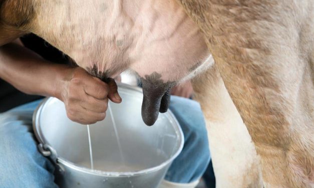 Ações de incentivo à pecuária de leite e piscicultura aos agricultores familiares