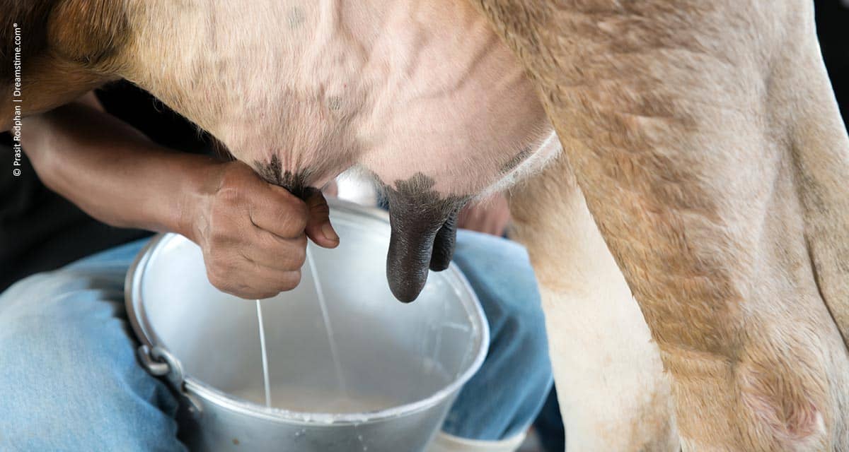 Ações de incentivo à pecuária de leite e piscicultura aos agricultores familiares