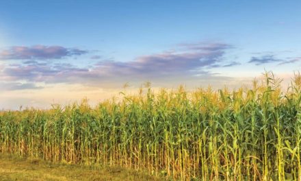 Além de preservar a biotecnologia, adoção de refúgio premia agricultores