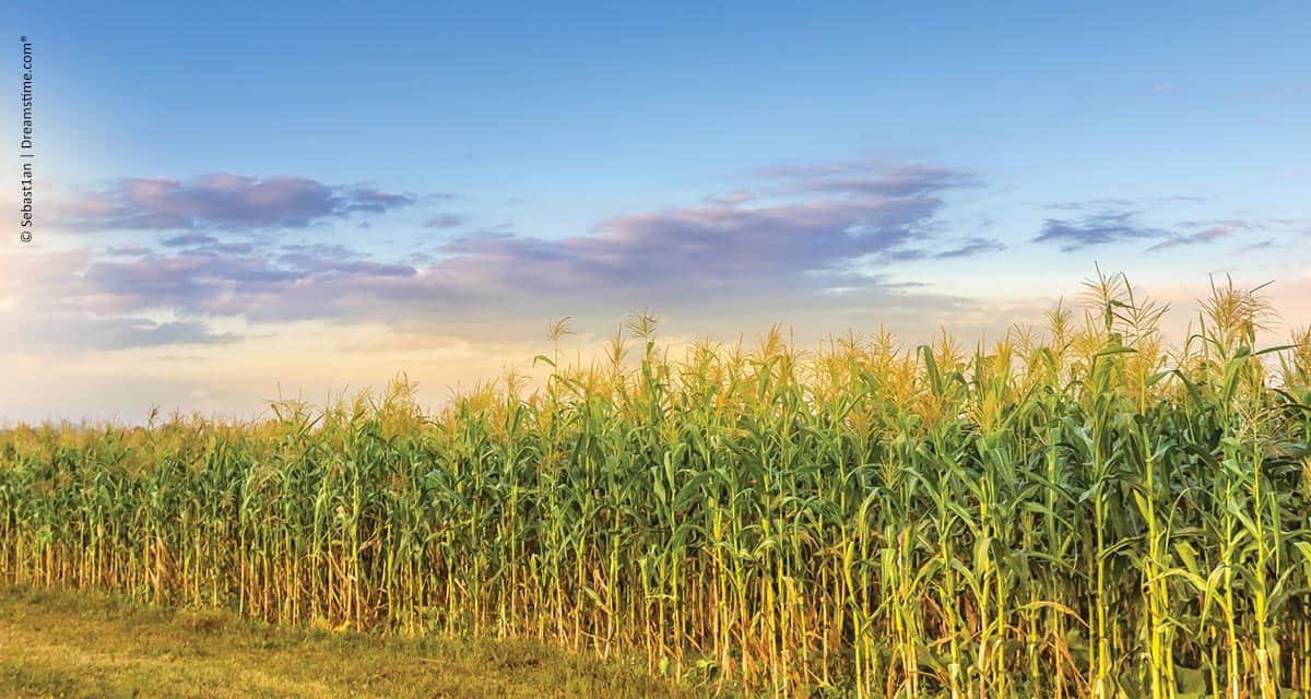 Além de preservar a biotecnologia, adoção de refúgio premia agricultores