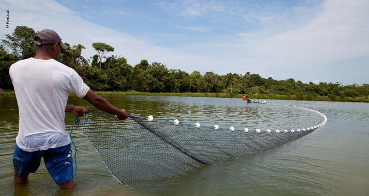 Piscicultura volta a crescer e safra pode render R$ 1 milhão a produtores de Laguna Carapã/MS