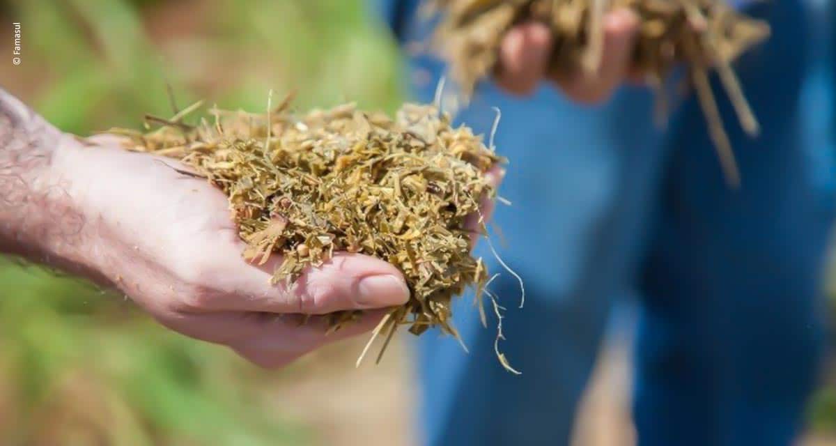 Silagem produzida com feijão guandu pode reduzir em até 30% custos com ração