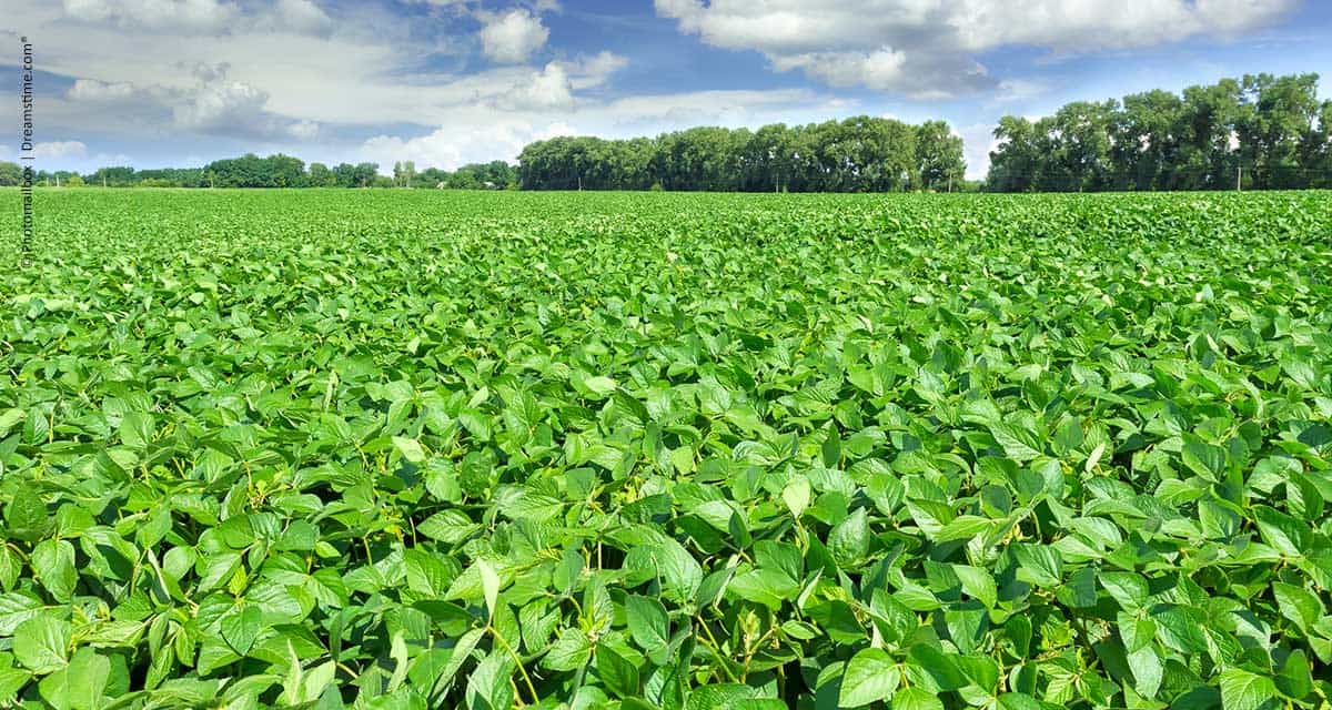 Instituições do Agro lançam Guia do Programa de Regularização Ambiental no MS