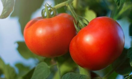 Adubação equilibrada gera tomates mais bonitos e duradouros