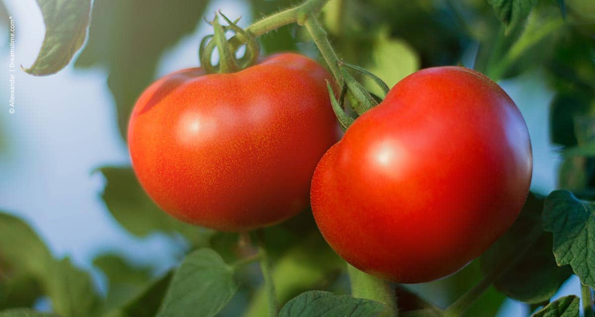Adubação equilibrada gera tomates mais bonitos e duradouros