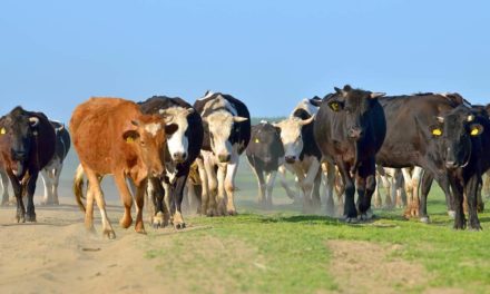 SRB promove debate sobre Programa Nacional de Erradicação da Febre Aftosa