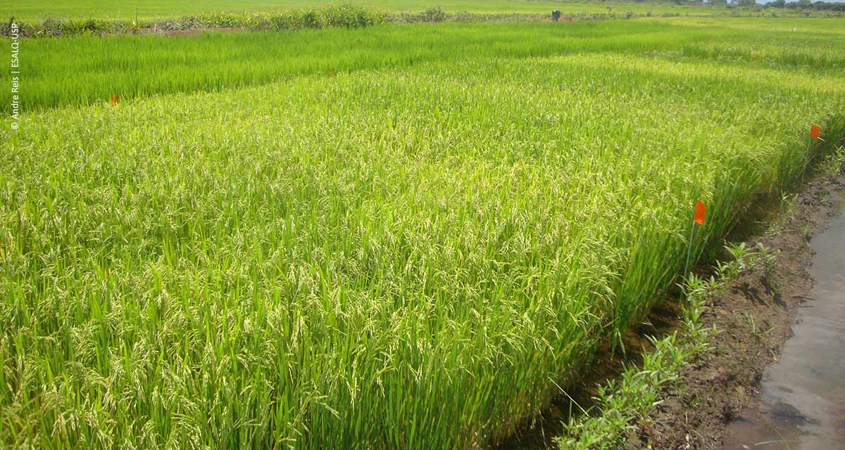 Novo modelo de irrigação eleva produtividade do arroz