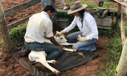 Bem-estar animal: fazenda no Mato Grosso substitui marca fogo por brincos eletrônicos