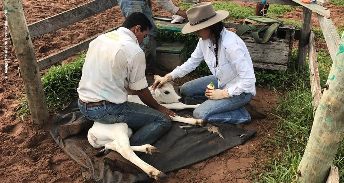 Bem-estar animal: fazenda no Mato Grosso substitui marca fogo por brincos eletrônicos