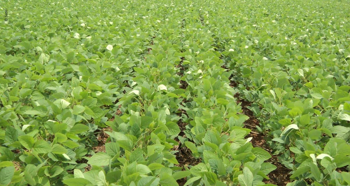 Pesquisas indicam maior rentabilidade nas lavouras de soja com produtos Satis