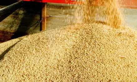 Produção de soja no Brasil cresce mais de 13% ao ano