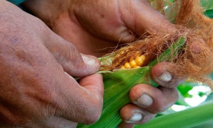 Congresso da Abag discutirá a necessidade de adaptações das leis trabalhistas às condições da atividade agrícola