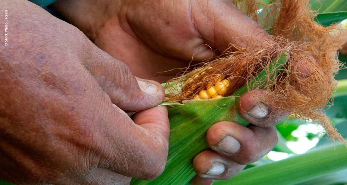 Congresso da Abag discutirá a necessidade de adaptações das leis trabalhistas às condições da atividade agrícola