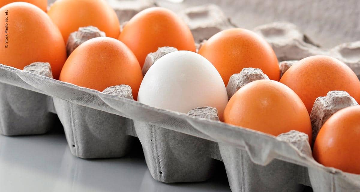 Produção de ovos em São Paulo cresce 15,8% em dez anos, mas participação nacional diminui