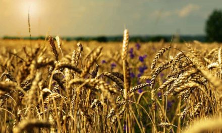 Programa Produtividade Integrada ajuda agricultores brasileiros a produzirem até duas vezes mais que a média nacional