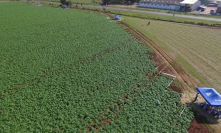 Soluções para hortifrútis são destaque no Campo de Treinamento da Adama em Mococa (SP)