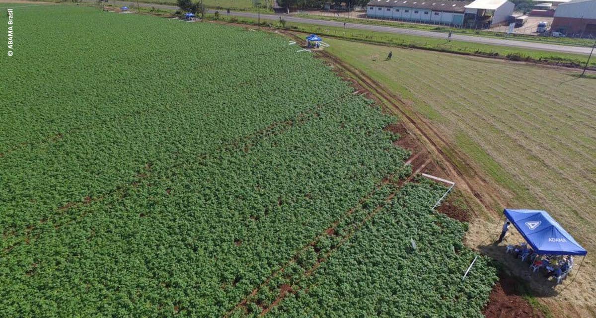 Soluções para hortifrútis são destaque no Campo de Treinamento da Adama em Mococa (SP)