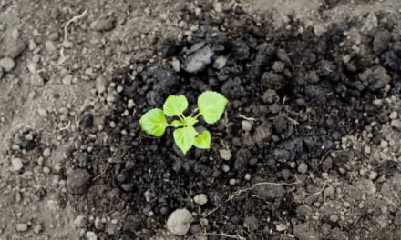 Cinco dicas para fortalecer a saúde das plantas e gerar bons frutos