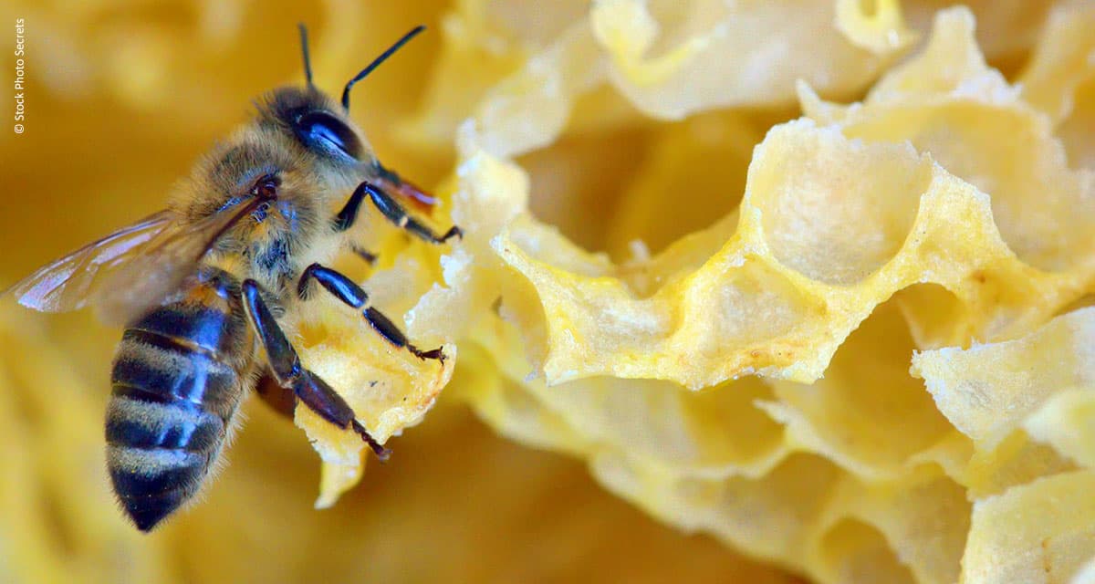 Manejo apícola eleva em 70% a produção de mel