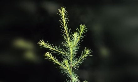 Ibá divulga balanço anual da indústria de árvores plantadas