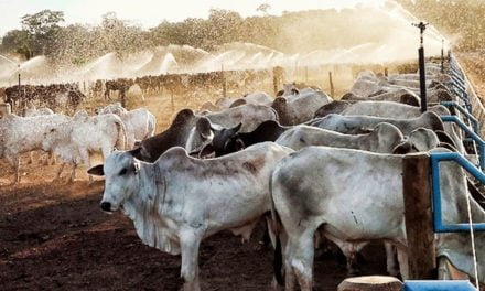 Disponibilidade de espaço no confinamento influencia no rendimento do rebanho