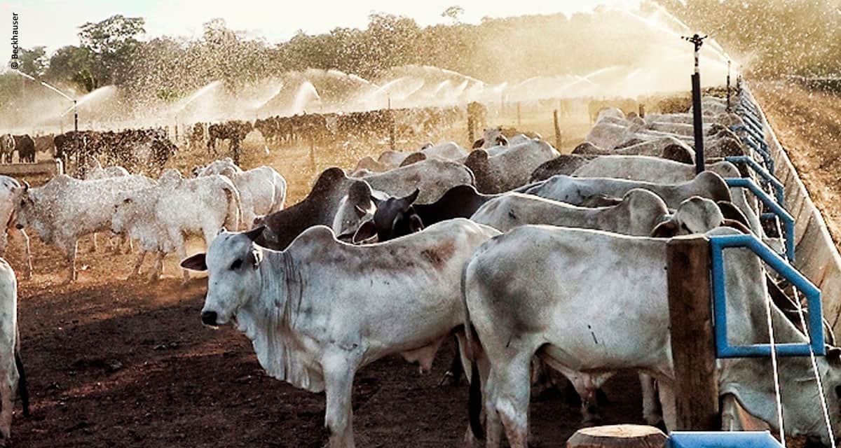 Disponibilidade de espaço no confinamento influencia no rendimento do rebanho