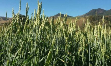 Trigo sem aristas é a solução ideal para a dieta de vacas leiteiras