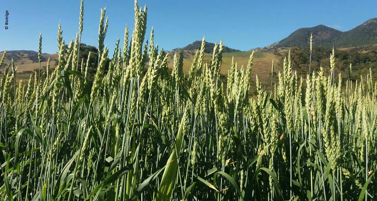 Trigo sem aristas é a solução ideal para a dieta de vacas leiteiras