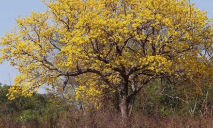 Produtores rurais de Mato Grosso receberão apoio para conservar o Cerrado