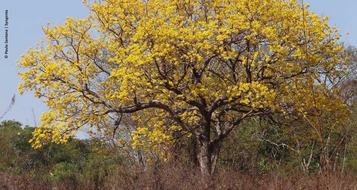 Produtores rurais de Mato Grosso receberão apoio para conservar o Cerrado