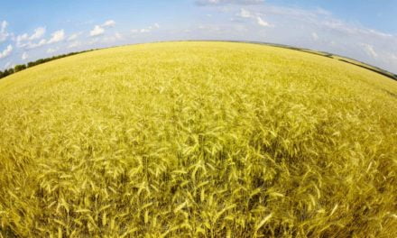 Camp de Ecoinovação Agrotech vai escolher melhores soluções para a cadeia de grãos