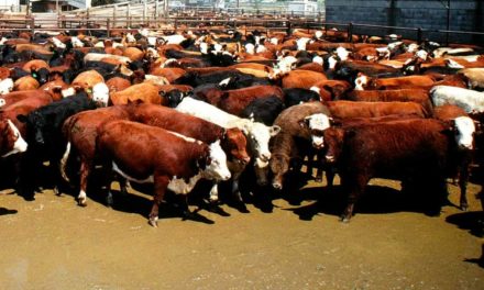 Após demanda do setor produtivo, MS duplica venda de gado em pé para outros estados