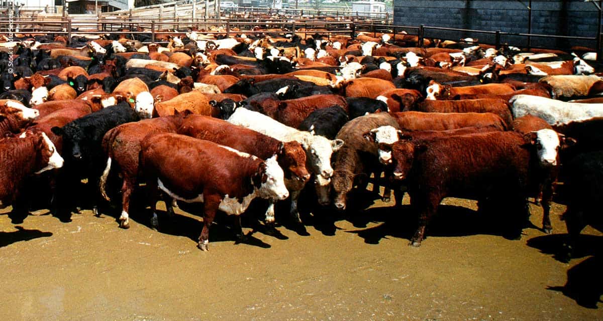 Após demanda do setor produtivo, MS duplica venda de gado em pé para outros estados