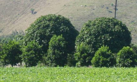 Site ajuda agricultor na escolha de árvores nativas da Mata Atlântica