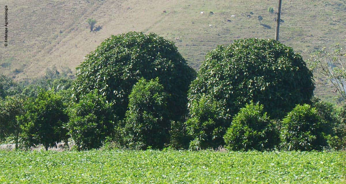 Site ajuda agricultor na escolha de árvores nativas da Mata Atlântica