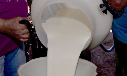 Senar/MS: produtor consegue triplicar produção leiteira em época de estiagem