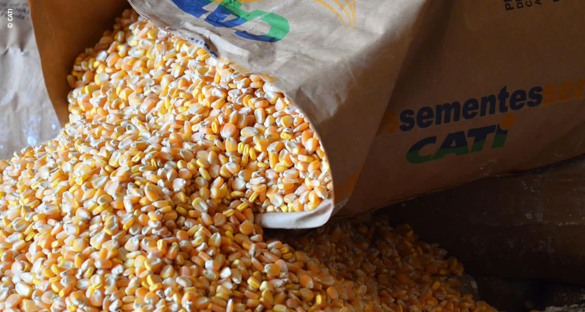 CATI inicia venda de sementes e mudas com desconto para agricultores familiares