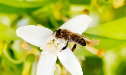 Sistemas agroflorestais biodiversos conservam polinizadores