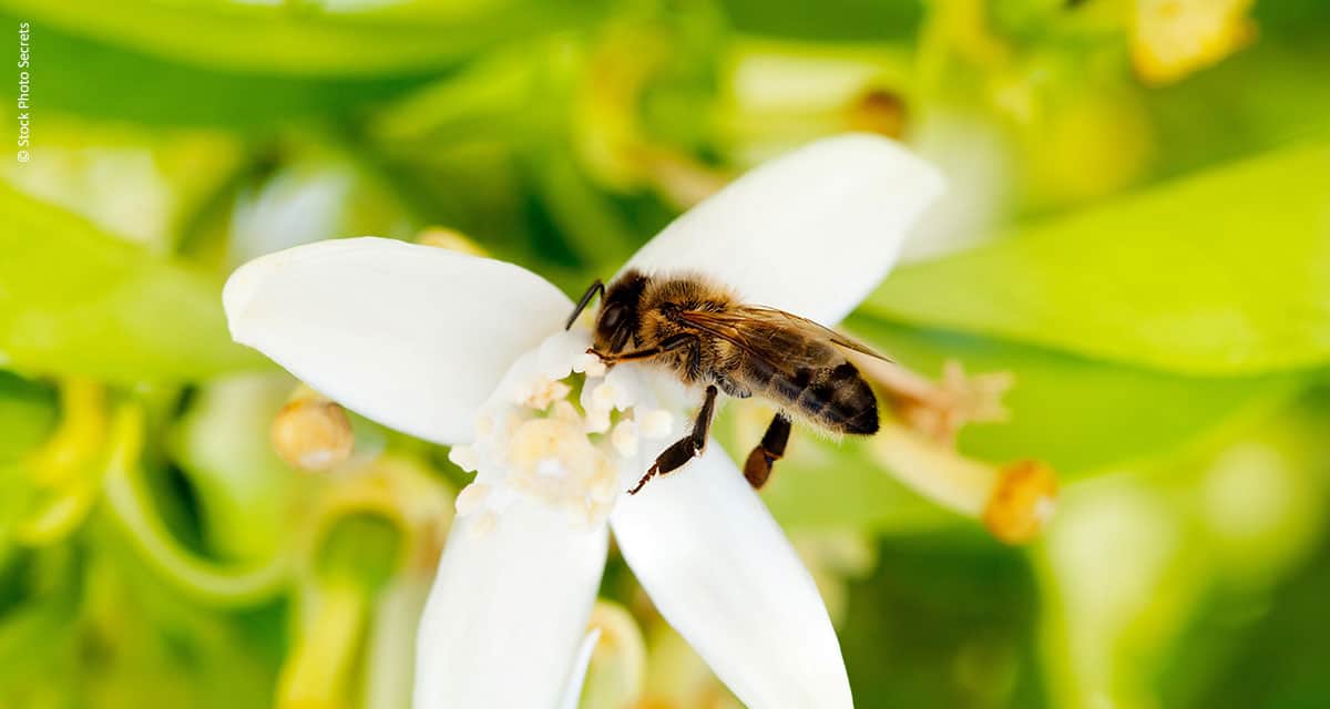 Sistemas agroflorestais biodiversos conservam polinizadores