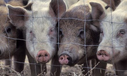 Maior produtor da Tailândia assina compromisso para o fim do cruel confinamento de porcos de criação