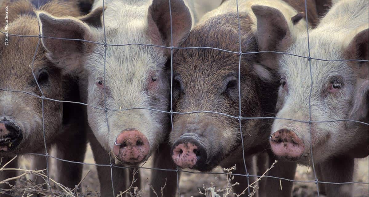Maior produtor da Tailândia assina compromisso para o fim do cruel confinamento de porcos de criação