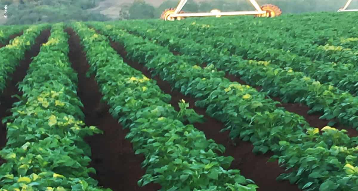 Soluções da Satis aumentam em mais de 10% a produtividade da batata