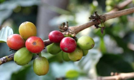 Senior lança solução completa para Gestão da Cafeicultura