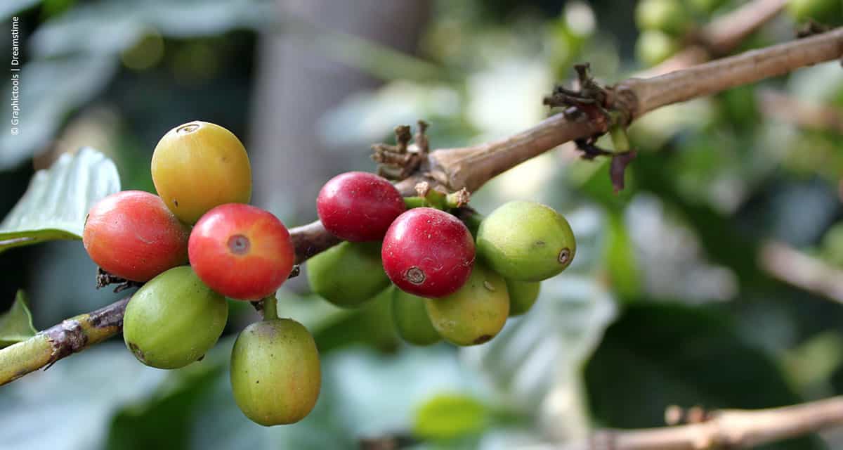 Senior lança solução completa para Gestão da Cafeicultura