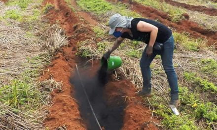 Biocarvão feito com resíduos é testado como condicionador de solo