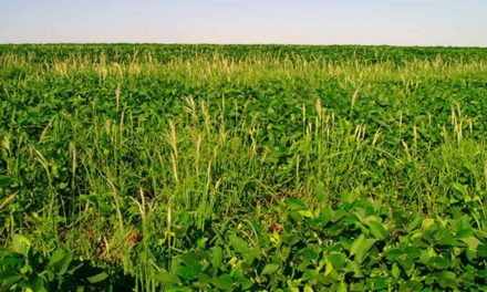 Plantas daninhas resistentes aumentam custo de produção de soja
